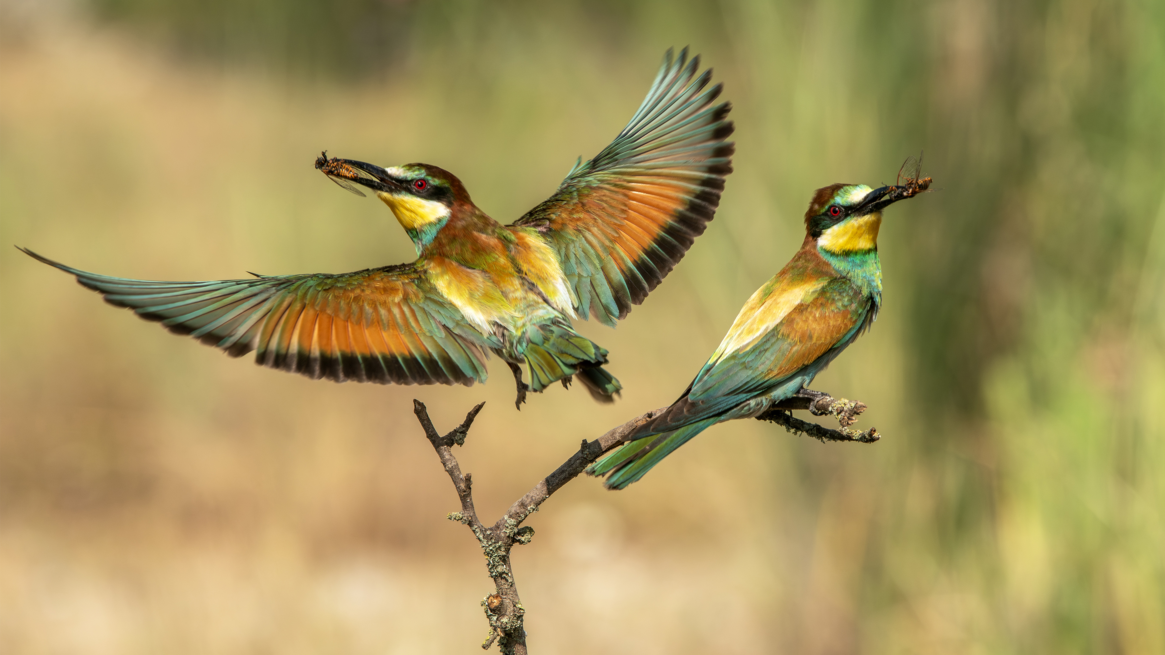 European Bee-eater